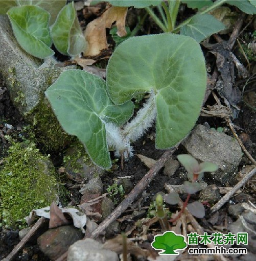 长毛细辛,别名:白毛细辛,毛乌金,牛毛细辛,拉丁文名:asarum pulc