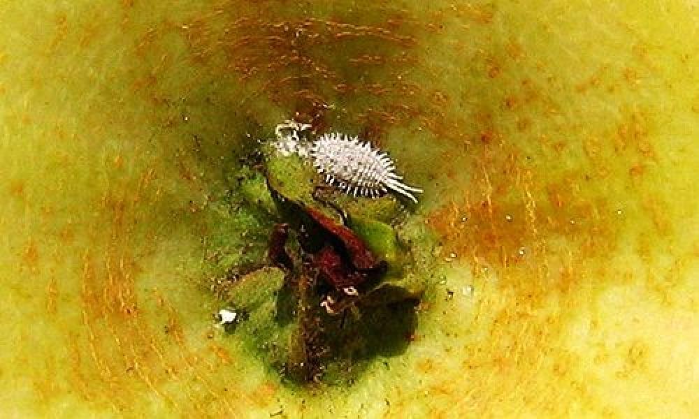  p>康氏粉蚧, i>pseudococcus comstocki /i> kuwana,为同翅目