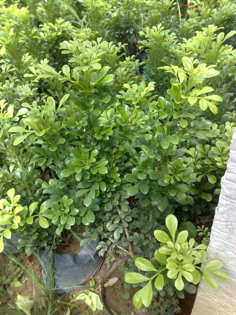 lemmaid="122340">台湾),山苦楝,檫树,贼仔树,鹤木