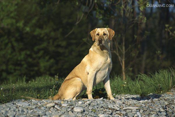  p> a target="_blank" href="/item/拉布拉多/4152961" data-lemmaid