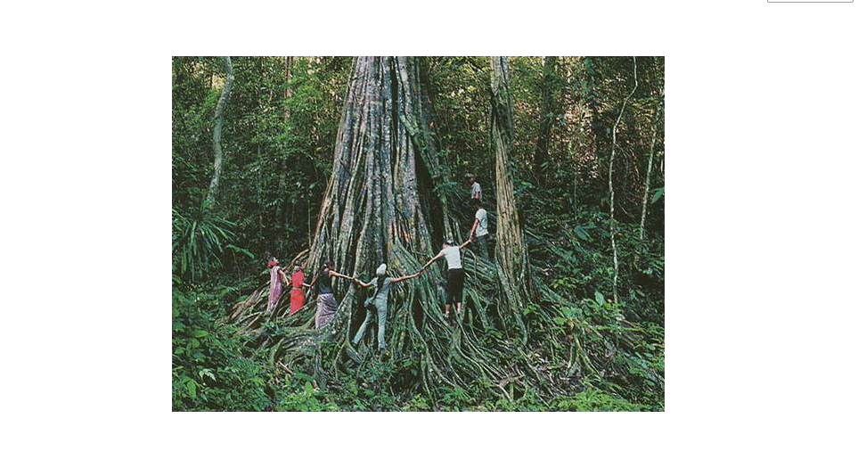 热带雨林什么梗(热带雨林生态系统的视频)