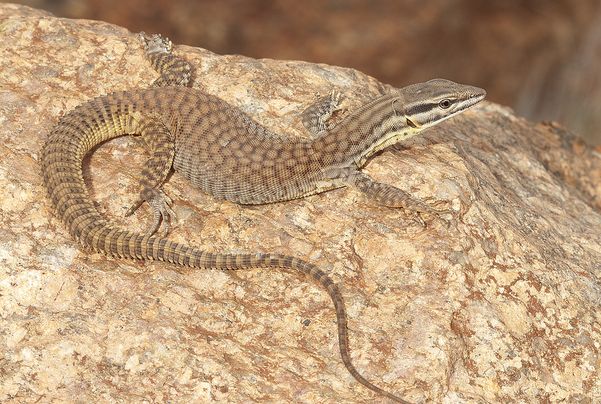  p>刺尾巨蜥(学名: i>varanus primordius /i>)是 a href="#" data