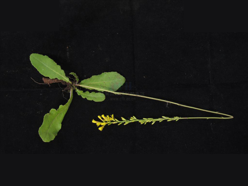  p>芜菁还阳参(学名: i>crepis napifera  /i>(franch.