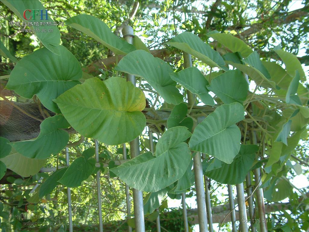  p data-id="tzzp69ymxudl">白鹤藤( i>argyreia acuta /i> lour.