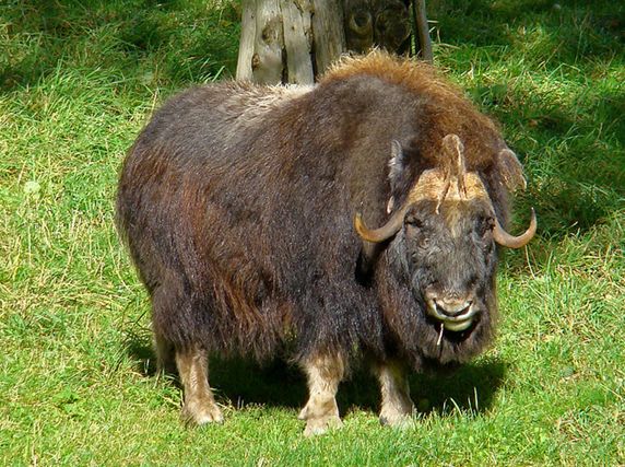  p>麝牛(学名: i>ovibos moschatus /i>):偶蹄目,牛科,麝牛属下的一种