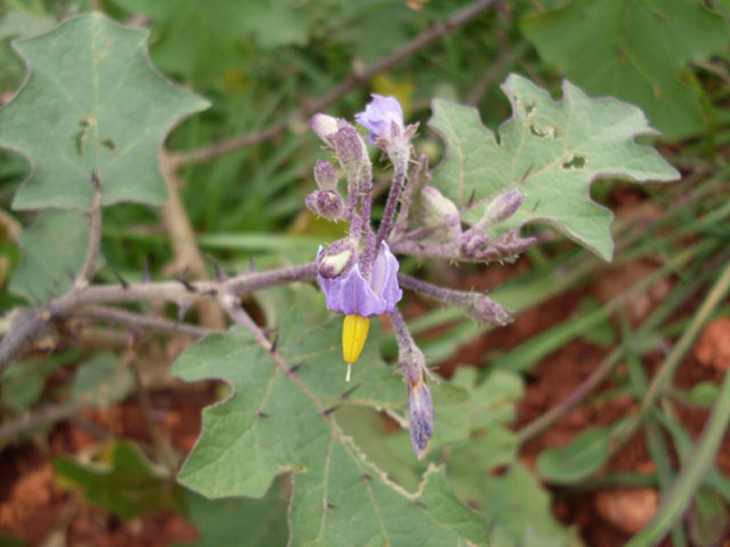 nagarum /i> stapf),别称:草乌,保山附片,小黑牛,水乌头,山乌头(云南