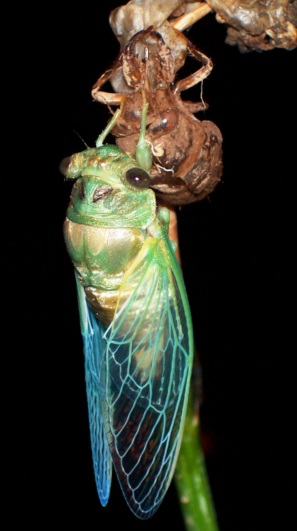 p data-id="gnt0z1eb27">蝉生活于世界温带至热带地区(已记录约 2000