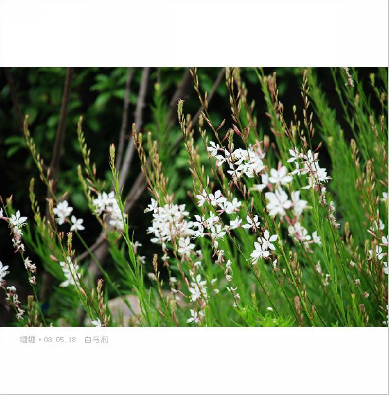 光果小花山桃草