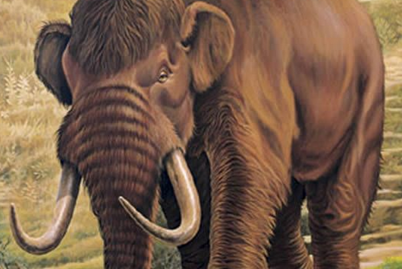  p>美洲乳齿象(mammut americanum)是北美洲已灭绝的乳齿象,其化石