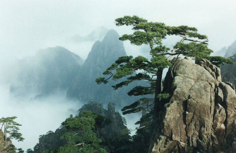  p>黄山松(学名: i>pinus taiwanensis /i> hayata)是松科,松属乔木