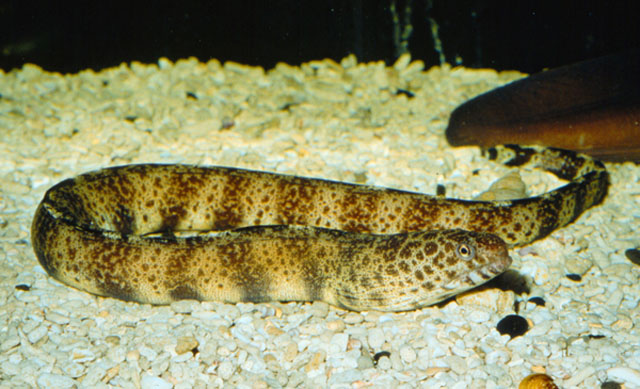 gymnothorax  reticularis