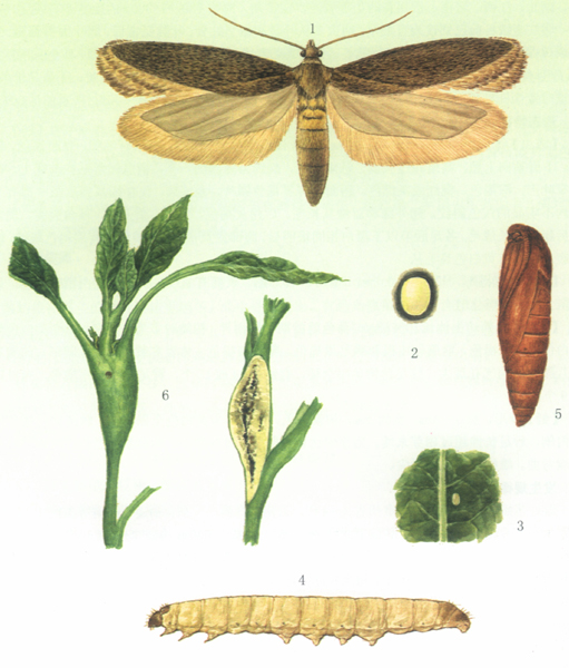  p>昆虫名,为鳞翅目,麦蛾科.