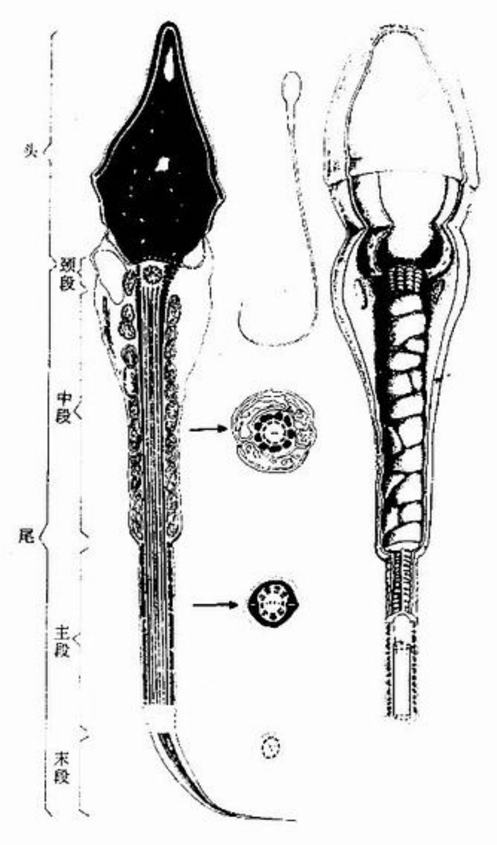  p>9 2型鞭毛结构指鞭毛的微观细胞生物结构,由外圈9组二联微管,内包