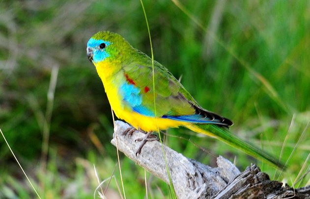 蓝绿鹦鹉