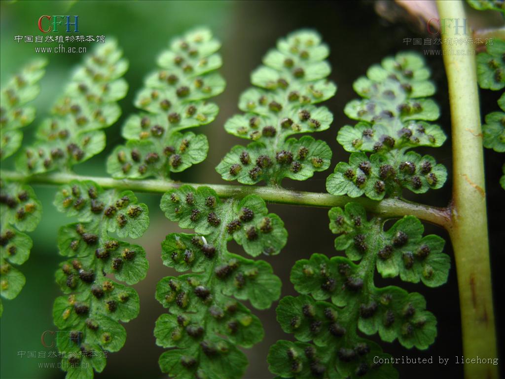  p>假冷蕨属,植物根状茎细长横走,二叉分枝,黑褐色,具残留的叶柄基部