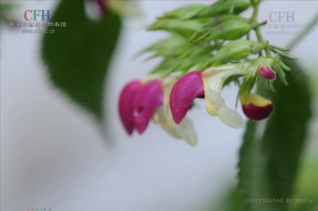 为唇形科植物冠唇花 i>microtoenainsuavis /i>(hance)prainexdunn的