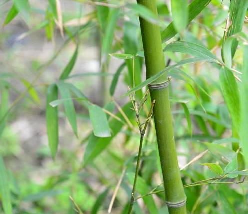 芽竹（禾本科刚竹属植物）_百度百科