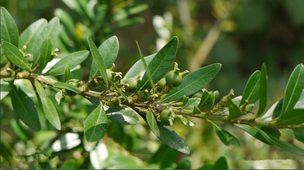  p>滇南黄杨(拉丁学名:buxus austro-yunnanensis hatusima)是黄杨科