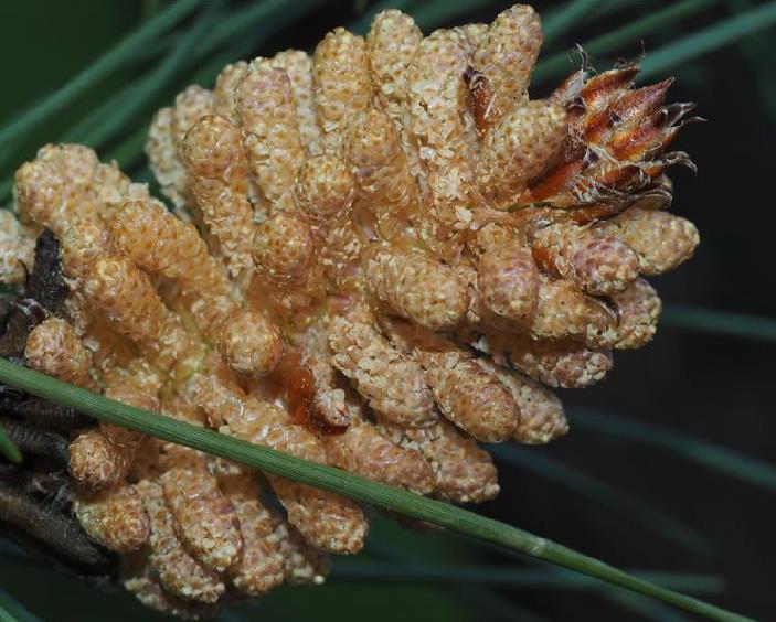 高达30米;树皮深纵裂,褐色;大枝有时下垂,形成尖塔形树冠;针叶2针一束