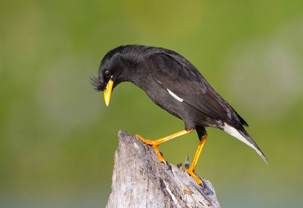  p>林八哥(学名: i>acridotheres grandis /i>):外形,大小和 a href="