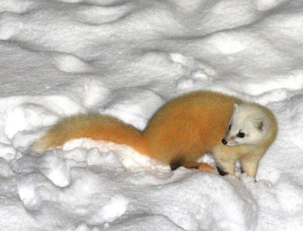  p>日本貂(学名: i>martes melampus /i>):体重500-1700克,体长470