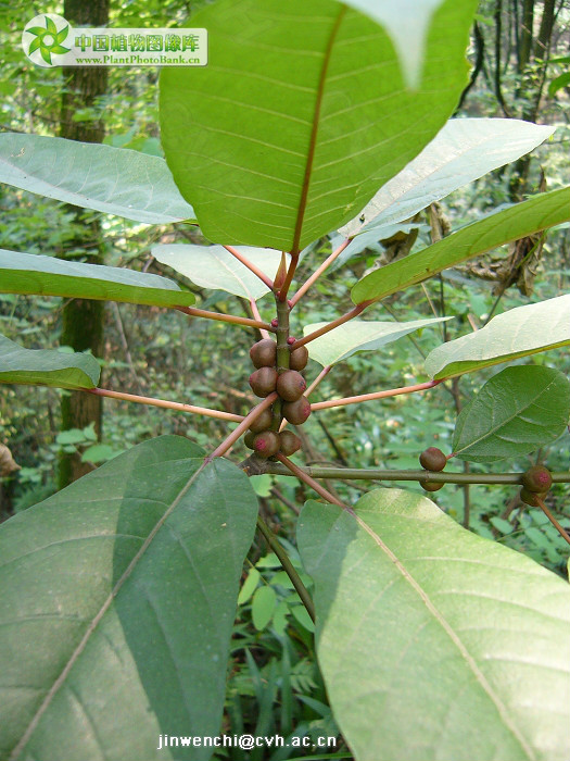  p> b>异叶榕 /b>(学名: i> b>ficus heteromorpha /b> /i>)为桑科榕