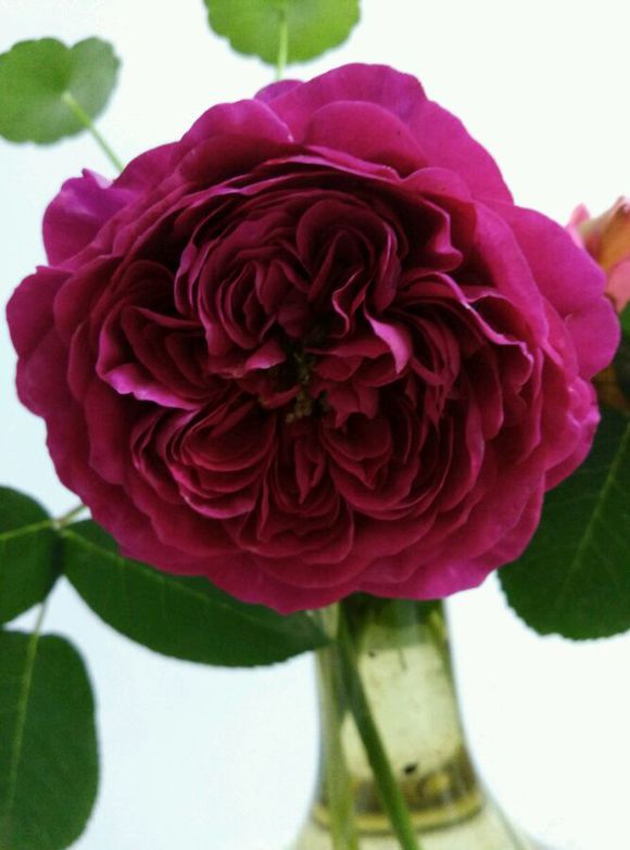  p data-id="gnb3esrrlu">达西,又称月季花,紫红色花朵;金色花蕊;杯状