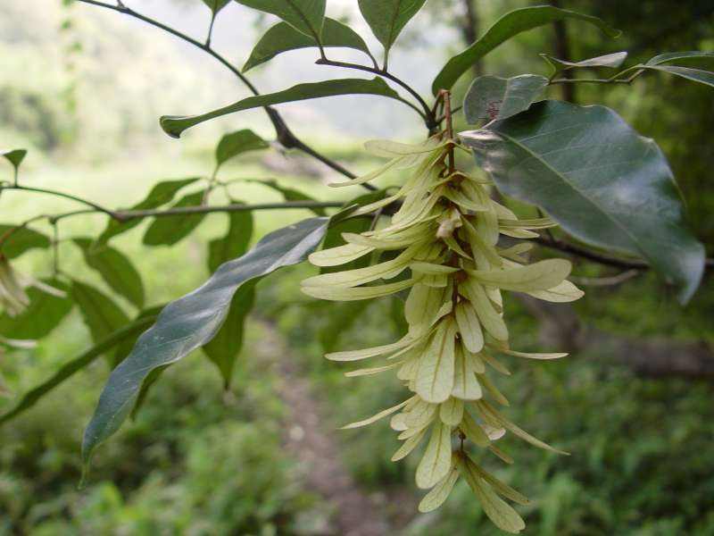  p>少叶黄杞(学名: i>engelhardtia fenzlii /i> merr.