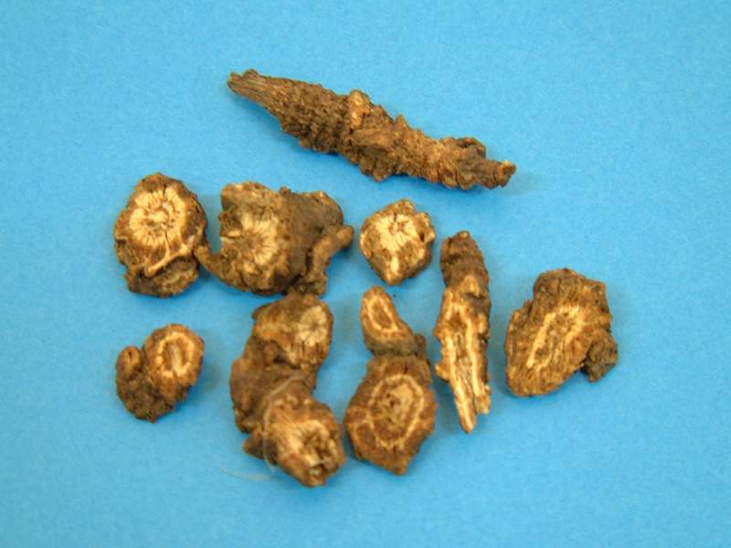 春生苗叶,夏开小黄花.一茎直上,有风不动,无风自摇. /p>