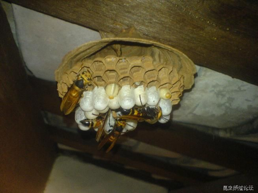  p>黑尾胡蜂, i>vespa ducalis  /i>smith,为膜翅目 a href="#" data