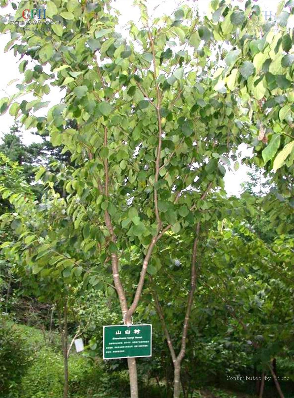  p>山白树属(学名:sinowilsonia hemsl), a target="_blank" href="