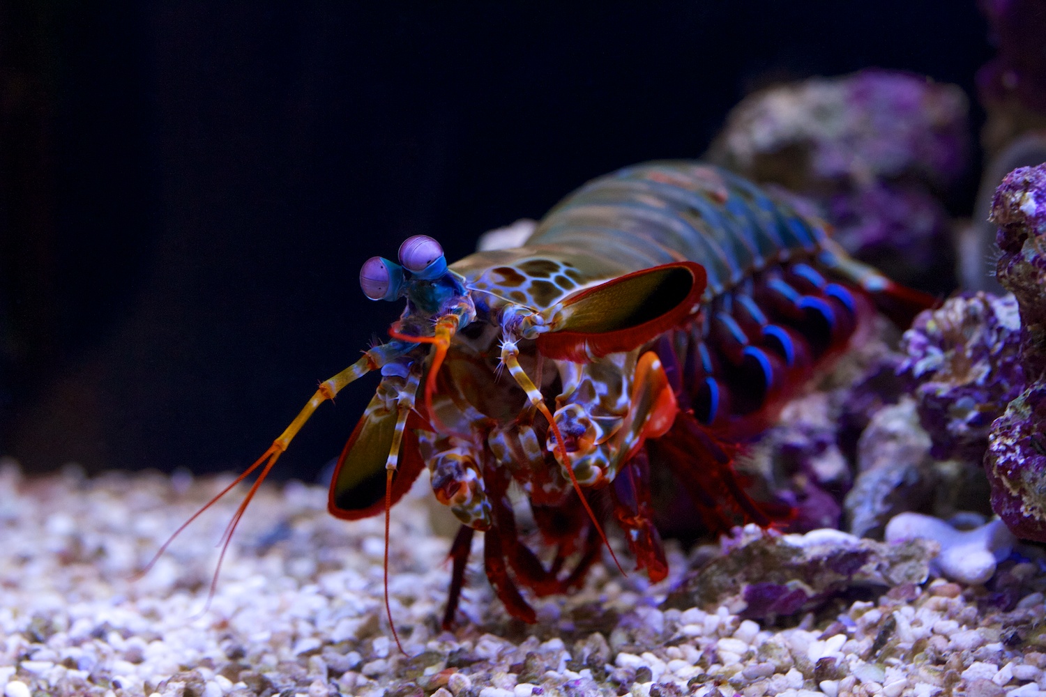  p>雀尾螳螂虾(学名: i>odontodactylus scyllarus /i>):是软甲纲,齿