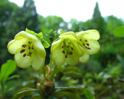  p>短花杜鹃(学名: i>rhododendron brachyanthum /i> franch.