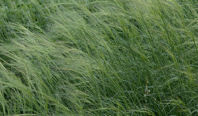  p>细叶针茅为针茅属的一种植物.