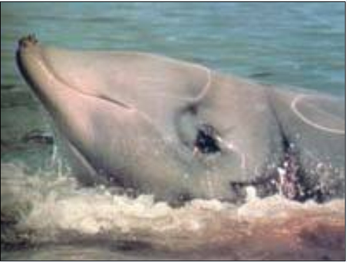  p>剑吻鲸 喜栖息于 a target="_blank" href="/item/深海区/2019915"