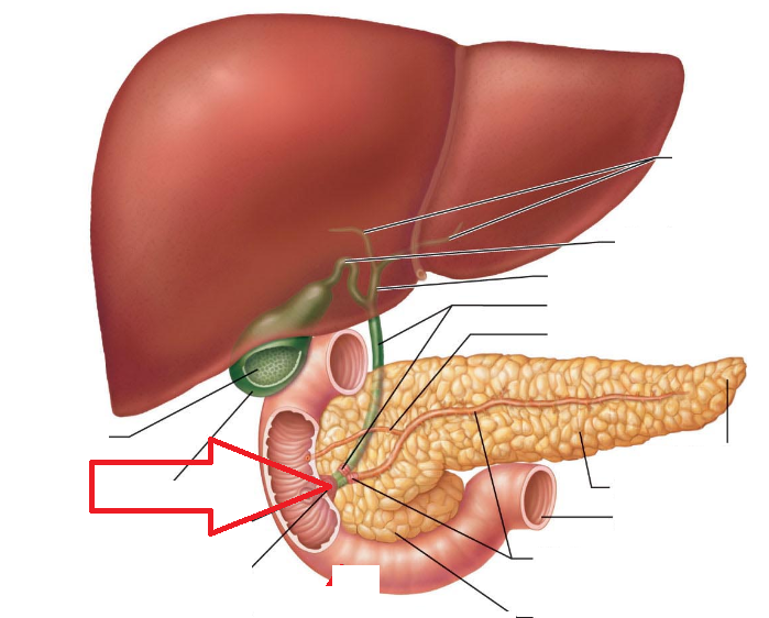 降部中份的后内侧壁内与胰管汇合,形成一略膨大的胆总管共同管道称肝