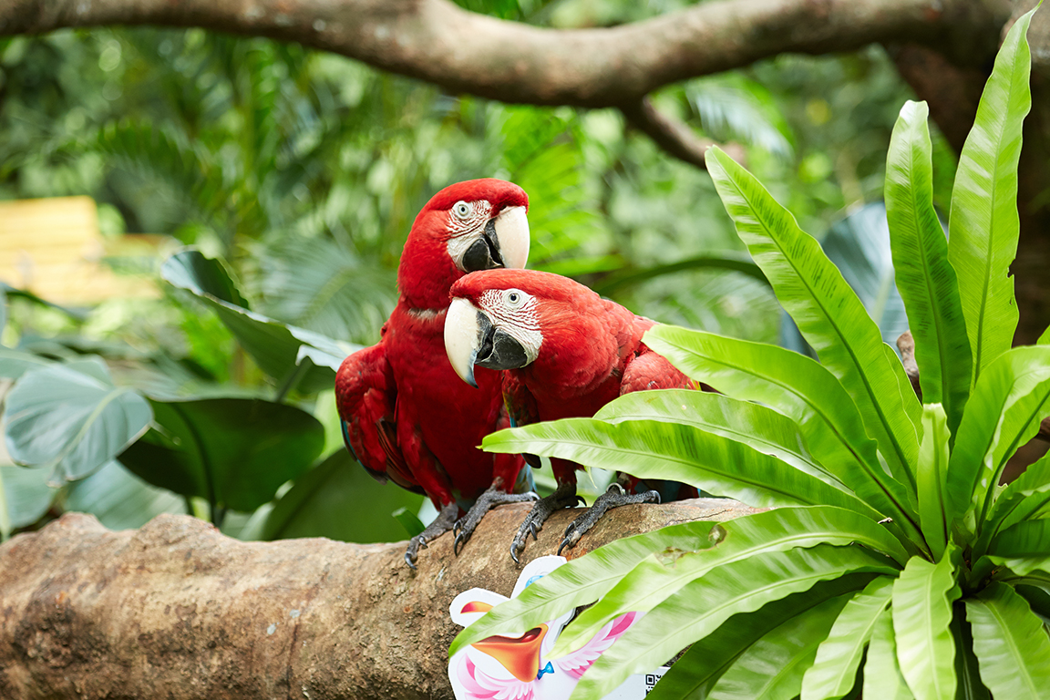  p>长隆飞鸟乐园(chimelong birds park)是 a target="_blank" href="