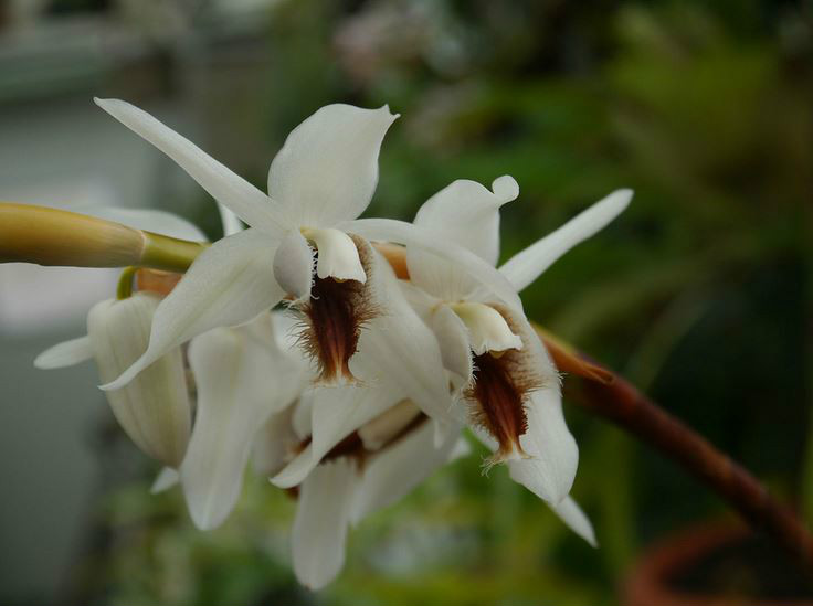 coelogyne barbata lindl. ex griff.