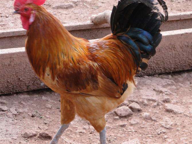  p>梁平红羽土鸡,重庆市 a href="#" data-lemmaid="19947574">梁平区