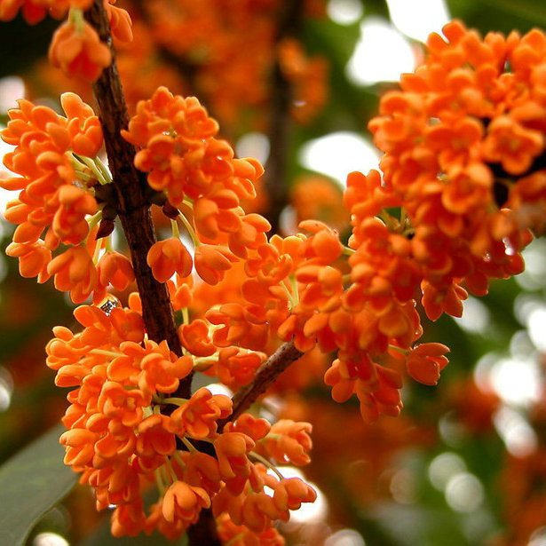  p>堰红桂(学名: i>osmanthus fragrans /i> yanhonggui):常绿 a