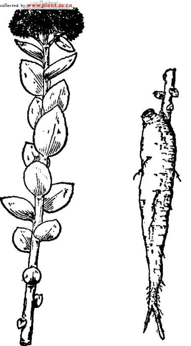  p> a target="_blank" href="/item/兴安红景天/7445982" data-lemma