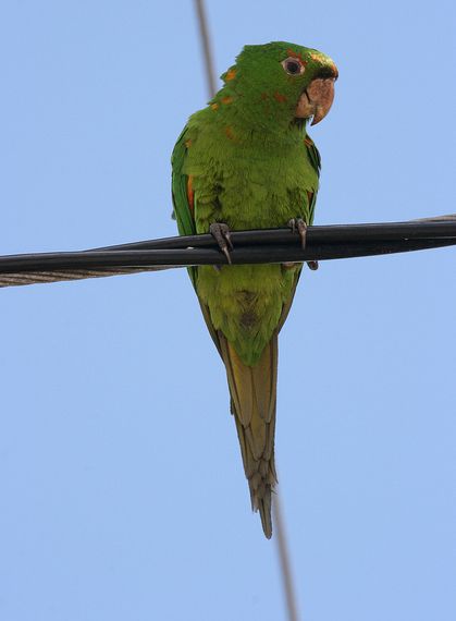  p>青绿锥尾鹦鹉(学名:aratinga holochlora)是典型的 a href="#"