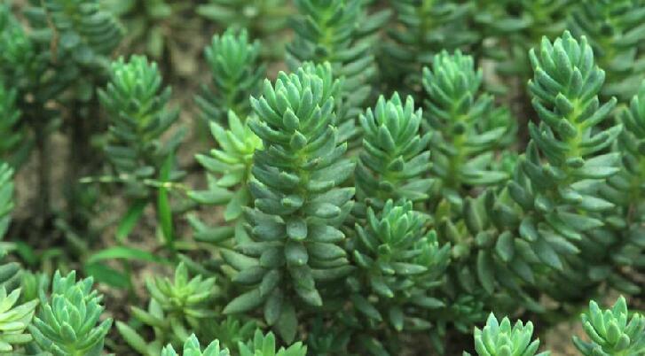  p>松塔景天(学名: i>sedum sediforme  /i>(jacq.