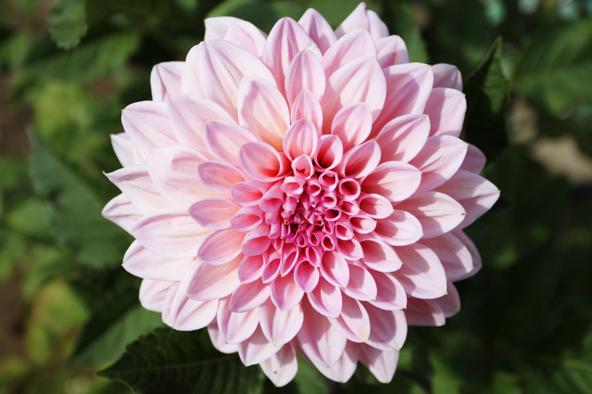 矮型多头大丽花