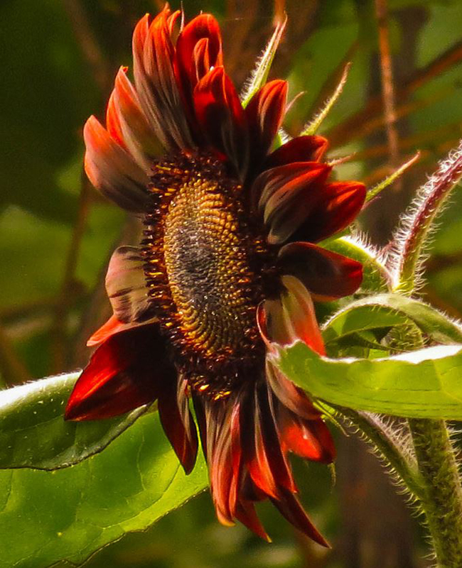  p>向日葵(学名: i>helianthus annuus /i> l.