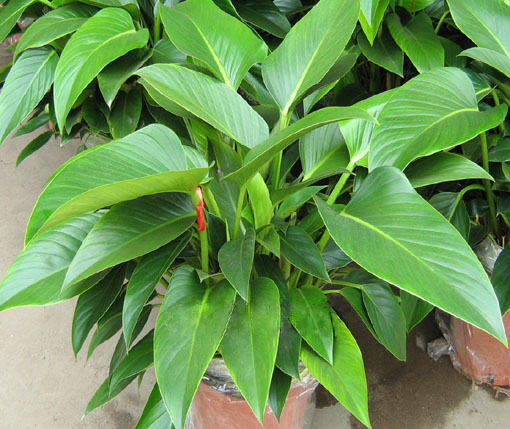  /i>congo)又名金钻, a target="_blank" href="/item/观叶植物
