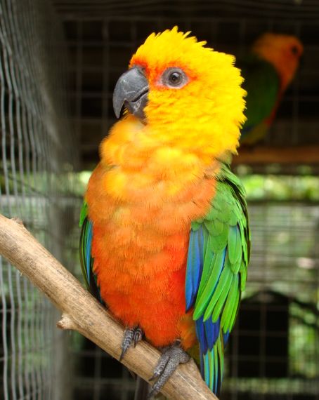  p>詹代亚锥尾鹦鹉(学名:aratinga jandaya)是典型的 a href="#" data