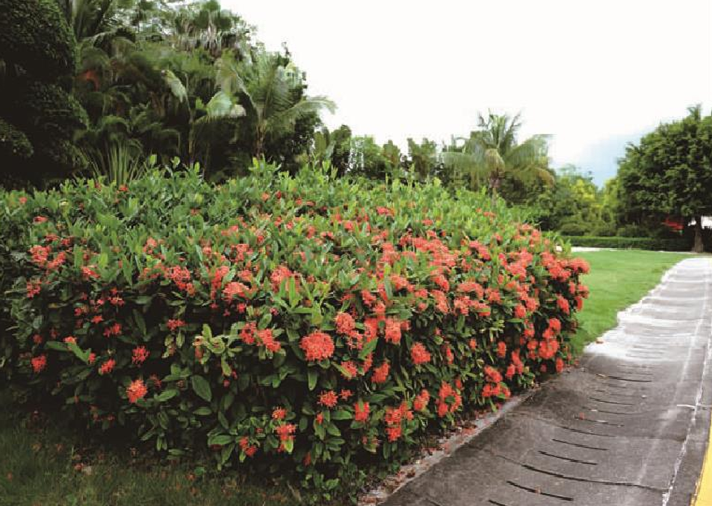 小叶红色龙船花