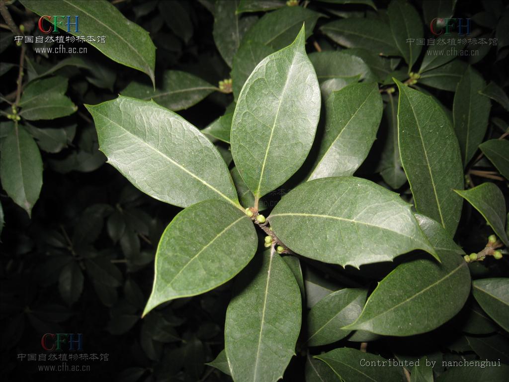  p>齿叶木犀(osmanthus × fortunei)木犀科,木犀属植物.