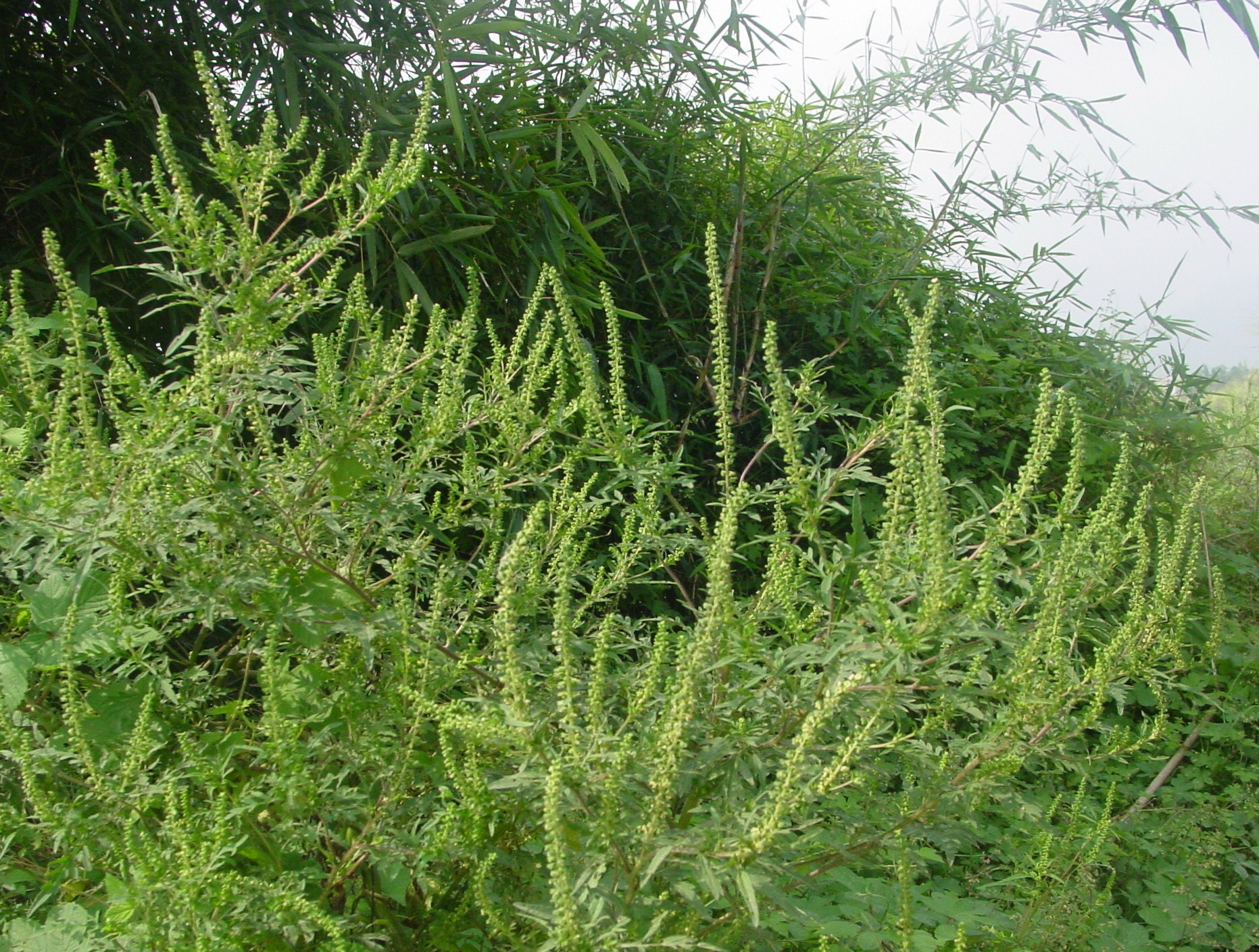  p>豚草(学名: i>ambrosia artemisiifolia /i>  l.